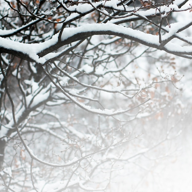 Photo gratuite barbelés clôture épines gris neigeux