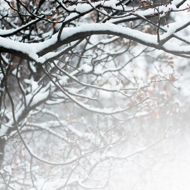 barbelés clôture épines gris neigeux