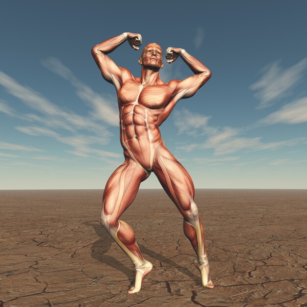 Bâtisseur de corps masculin 3D avec carte de muscle dans un paysage stérile