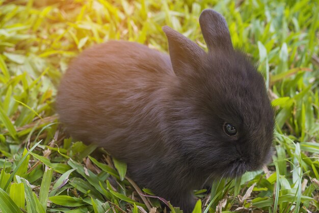 Beau bébé 2 semaines de lapin thaïlandais