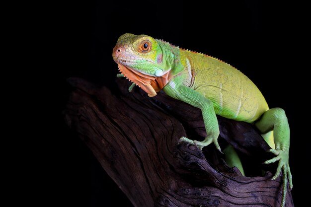 Beau bébé iguane rouge gros plan tête sur gros plan animal en bois