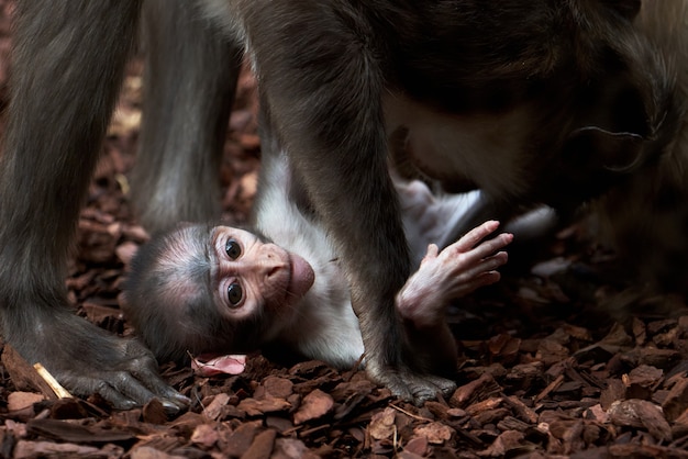 Petit Singe Mignon Bebe Avec Arriere Plan Flou Photo Gratuite Petit Singe Mignon Bebe Avec Arriere Plan Flou Photo Gratuite