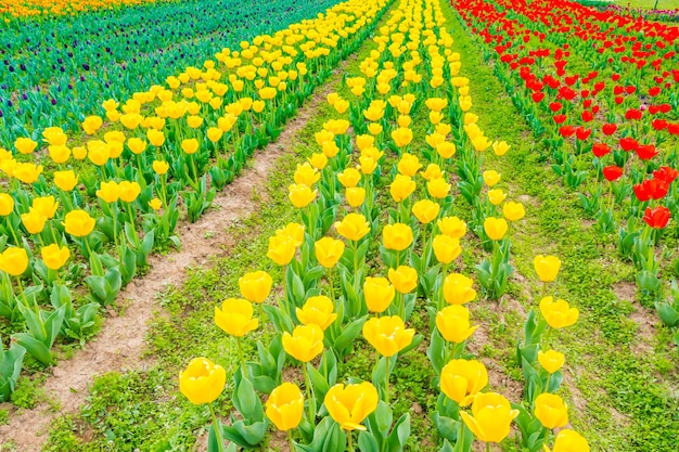 Beau bouquet de tulipes au printemps.