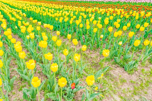 Beau bouquet de tulipes au printemps.