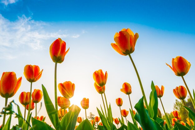 Beau bouquet de tulipes au printemps.