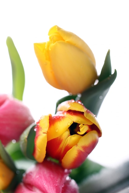 Beau bouquet de tulipes, tulipes colorées, fond de nature