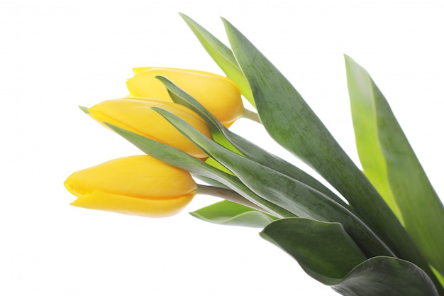 Beau bouquet de tulipes, tulipes colorées, fond de nature