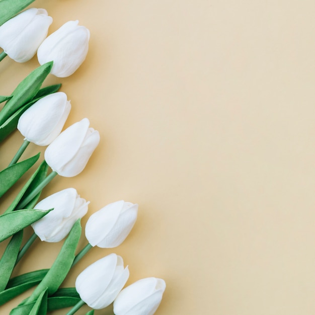 Beau Cadre Avec Des Tulipes Blanches Sur Fond Jaune