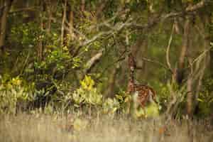 Photo gratuite beau cerf de l'axe de la réserve de tigres des sundarbans en inde