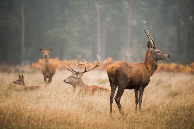 Beau cerf se détendre dans la vallée un jour brumeux