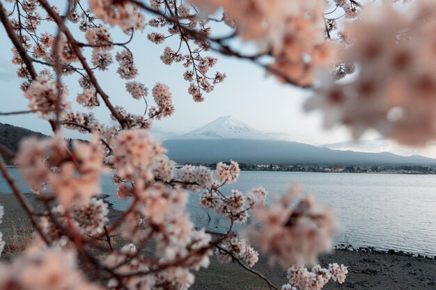 Beau cerisier avec des fleurs