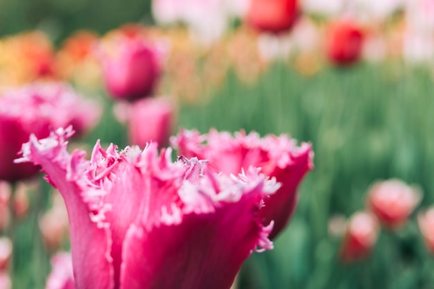 Beau champ de fleurs de tulipe rose