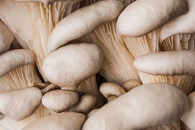 Beau champignon frais macro