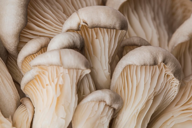 Beau champignon frais macro