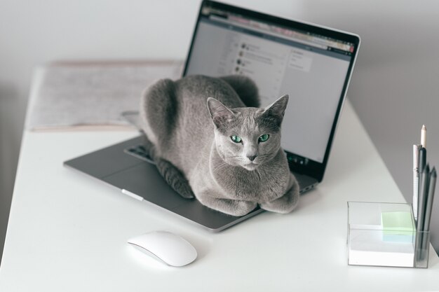 Beau Chat Bleu Russe Avec Un Museau Emotionnel Drole Allonge Sur Un Keayboard De Cahier Et Se Detendre A L Interieur De La Maison Sur Fond Gris Reproduction D Un Adorable Chaton Gris Aux