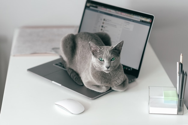 Beau Chat Bleu Russe Avec Un Museau Emotionnel Drole Allonge Sur Un Keayboard De Cahier Et Se Detendre A L Interieur De La Maison Sur Fond Gris Reproduction D Un Adorable Chaton Gris Aux Beau Chat Bleu Russe Avec Un Museau Emotionnel Drole Allonge Sur Un Keayboard De Cahier Et Se Detendre A L Interieur De La Maison Sur Fond Gris Reproduction D Un Adorable Chaton Gris Aux