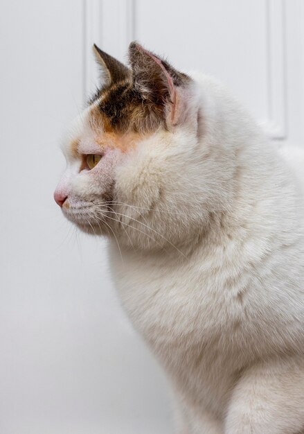 Beau chat à fourrure blanche