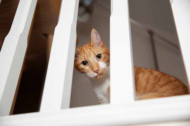 Beau chat à la maison