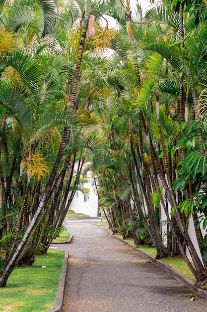 Photo gratuite beau chemin avec des arbres de noix de coco