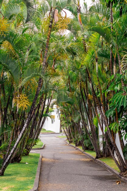 Beau chemin avec des arbres de noix de coco