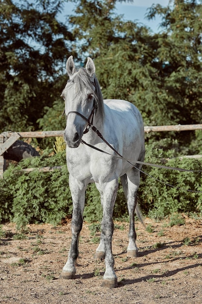Un beau cheval blanc calme attend dans le paddock. Animaux du ranch.