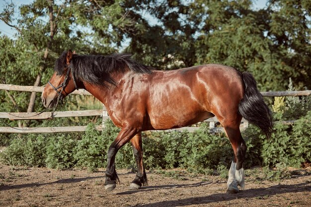 Beau cheval dans le paddock. Ferme. Ranch. Cheval beau et intelligent animal de compagnie