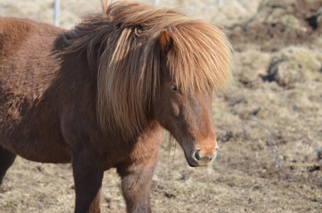 Beau cheval islandais alezan debout dans un champ.