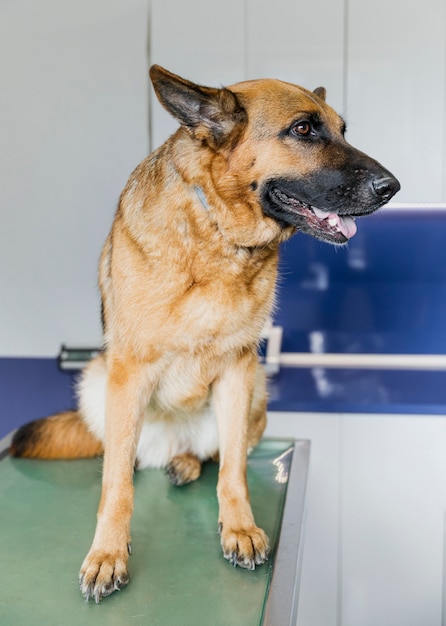 Beau chien en clinique vétérinaire souriant