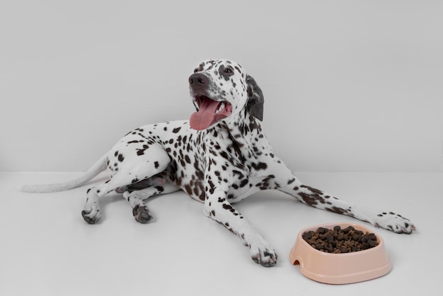 Beau chien dalmatien mangeant