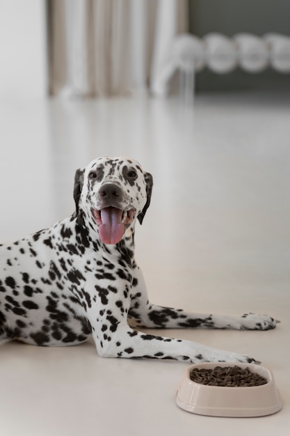 Photo gratuite beau chien dalmatien mangeant