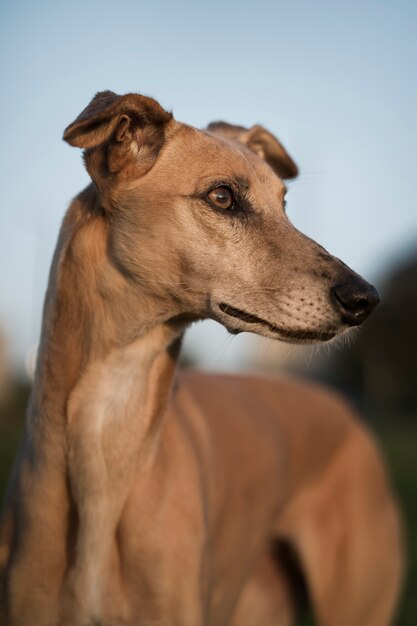 Beau chien lévrier avec arrière-plan flou