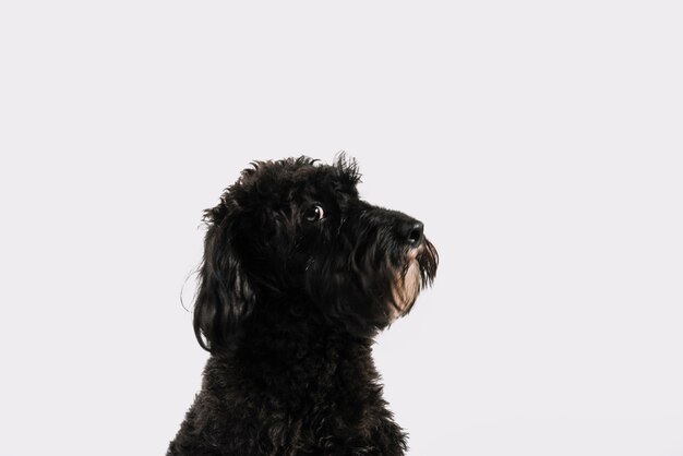 Beau chien noir posant avec un fond blanc