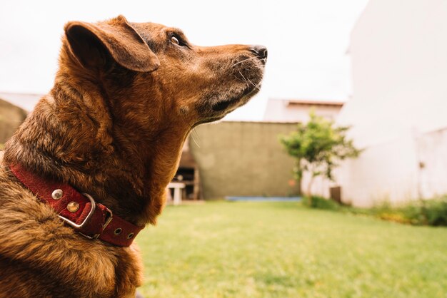 Beau chien posant dans le jardin