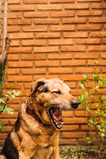 Photo gratuite beau chien posant dans le jardin