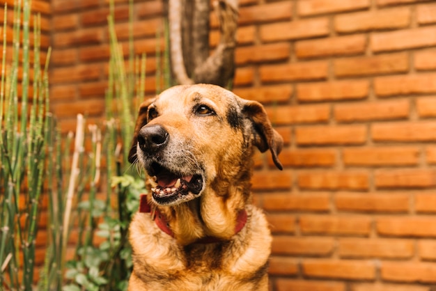 Beau chien posant dans le jardin