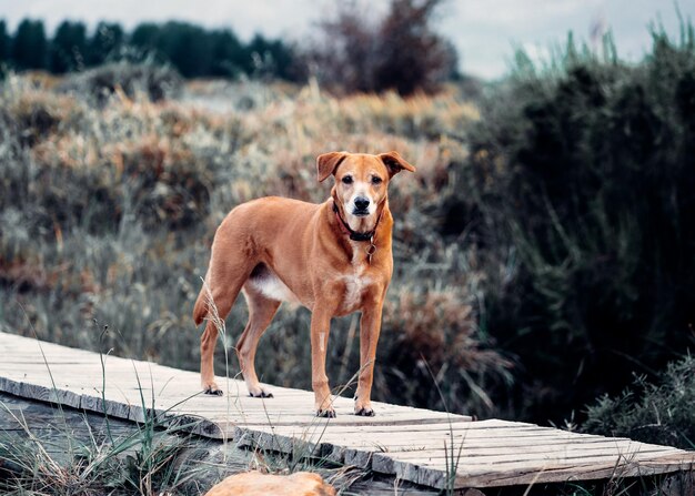 Beau chien Rhodesian Ridgeback brun à l'extérieur