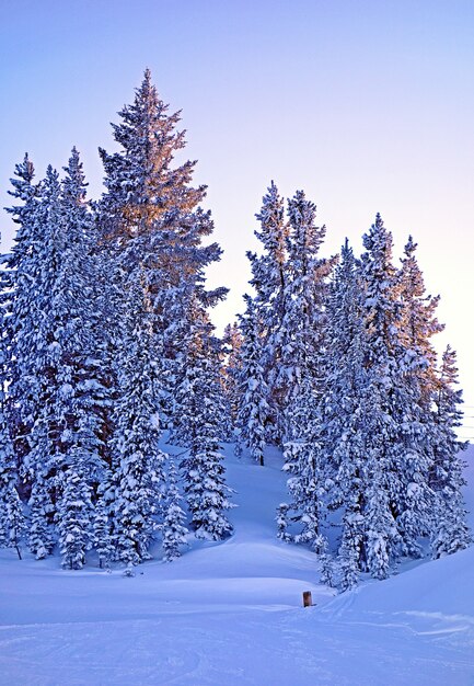 Beau cliché de beaucoup de sapins dans une forêt couverte de neige