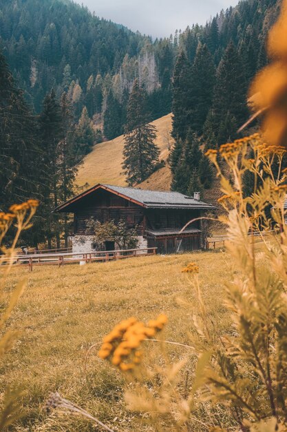 Beau cliché de cabanes en forêt