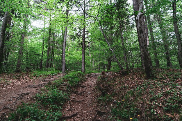 Beau cliché d'une forêt pleine d'arbres et d'un petit chemin au milieu