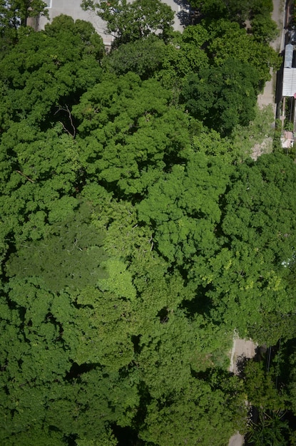 Photo gratuite beau cliché de verdure incroyable dans la campagne