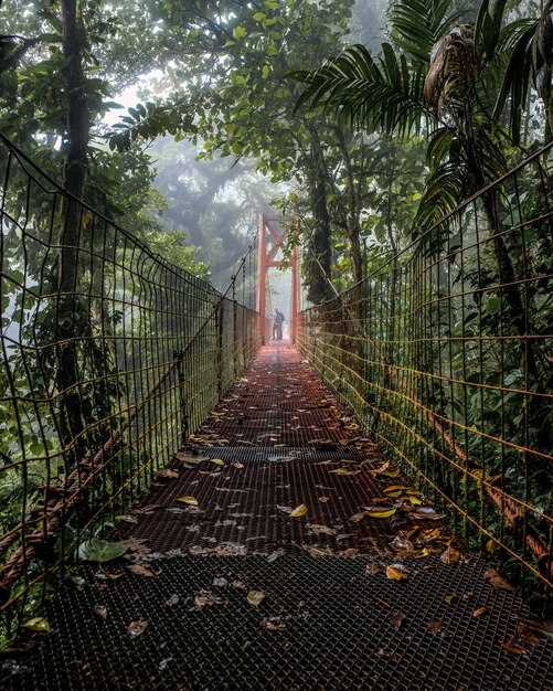 Beau cliché d'un vieux pont au milieu de la forêt