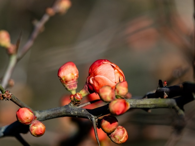 beau coing chinois dans la forêt d'Izumi