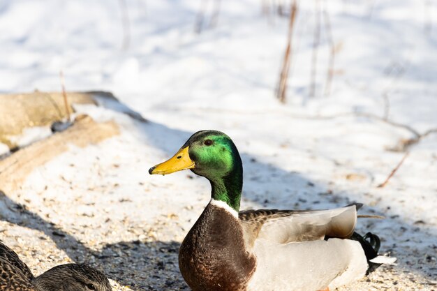 Beau colvert