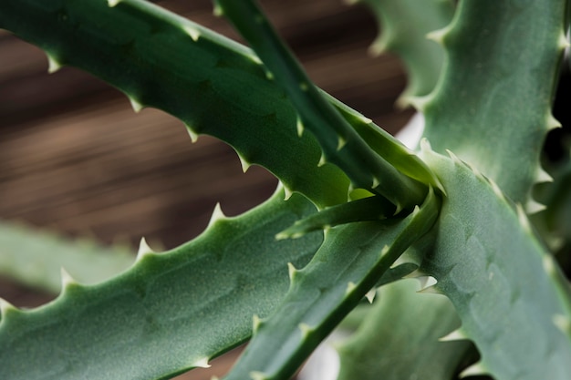 Beau concept de plante verte macro