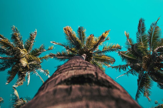 Beau coucher de soleil tropical avec des cocotiers à la plage sur un ciel bleu avec effet vintage