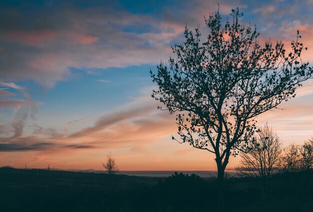 Beau coup d'un arbre dans un champ au coucher du soleil