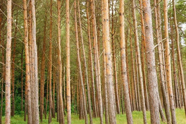 Beau coup d'arbres dans la forêt pendant la journée