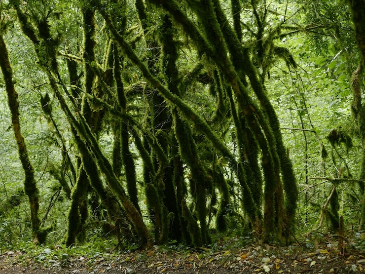 Photo gratuit un beau coup d'arbres moussus verts dans la forêt