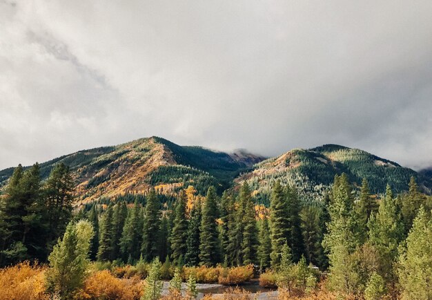 Beau coup d'arbres près de l'eau avec des montagnes boisées et un ciel nuageux