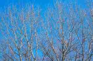 Photo gratuite beau coup d'arbres sans feuilles avec un ciel bleu